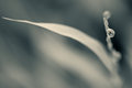 Design of Nature