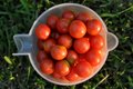 Fresh North Carolina Tomatoes, still warm from the sun