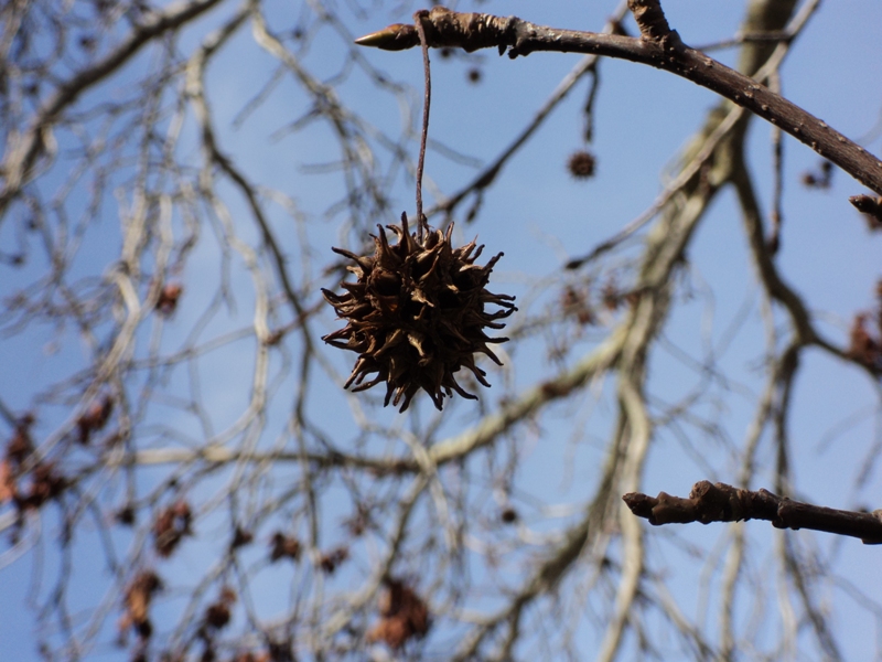 Liquid Amber Seed