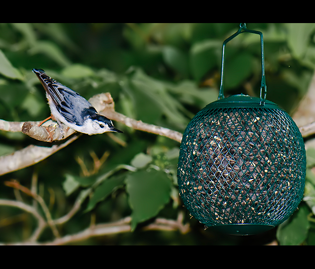 A Nuthatch at his Favorite Sphere