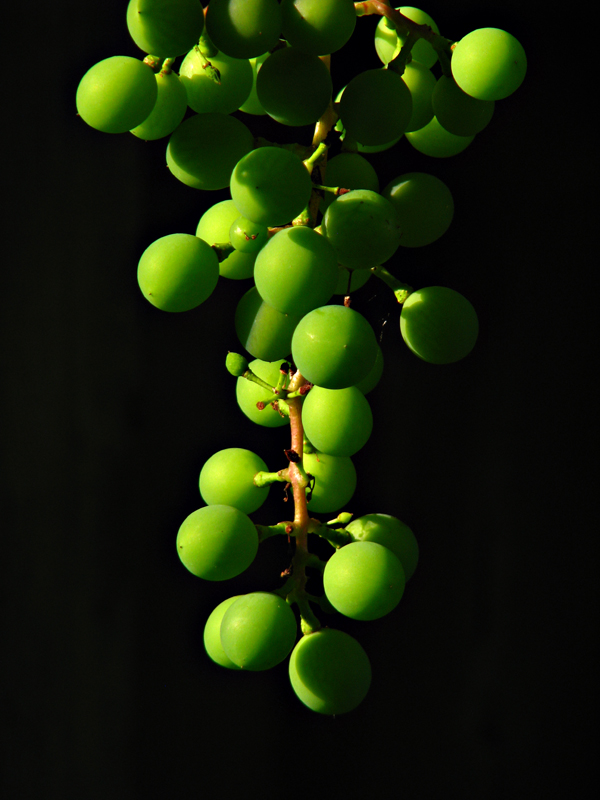 Wine Spheres