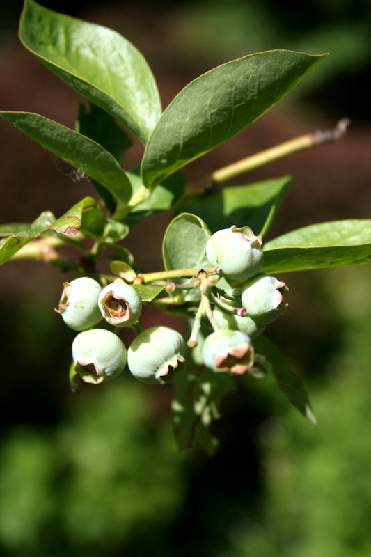 Unripe Blue Berries