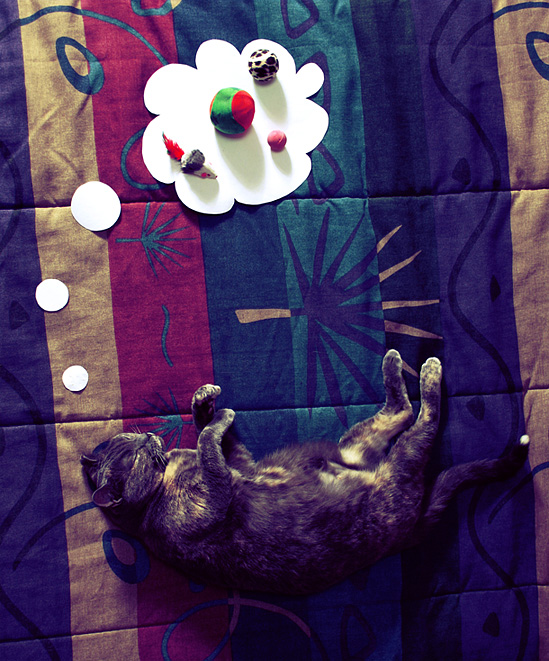 Dreaming Of Playtime