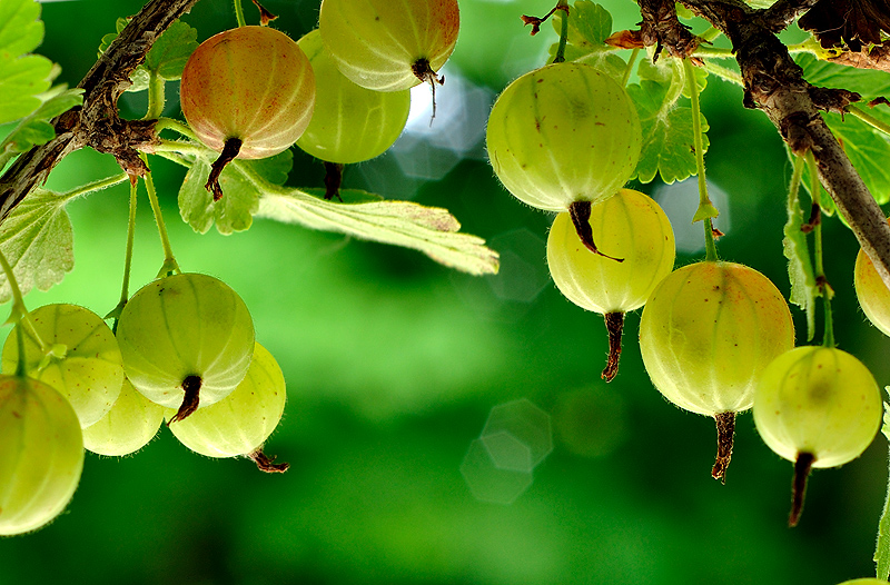 Gooseberry arch