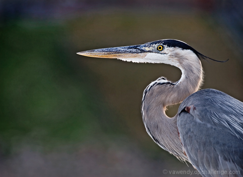 Great Blue Heron Portrait 