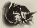 The Dark Angel