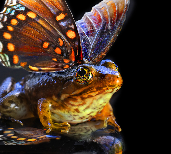 Flying Frogs:  Fact or Fiction?