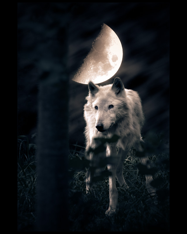 Hati Hr&oacute;&eth;vitnisson -- The wolf who chases the moon