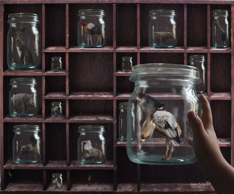 The Collector