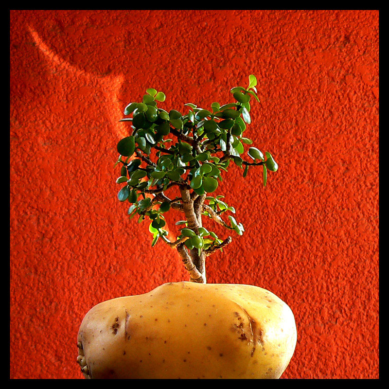 Potato flowerpot or potato salad plant?