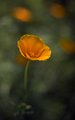 Poppy