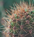A prickley customer