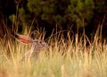 As evening settles upon the desert, a western black tailed hare cautiously sets out for the night