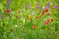 Scarlet Paintbrush in Isolation