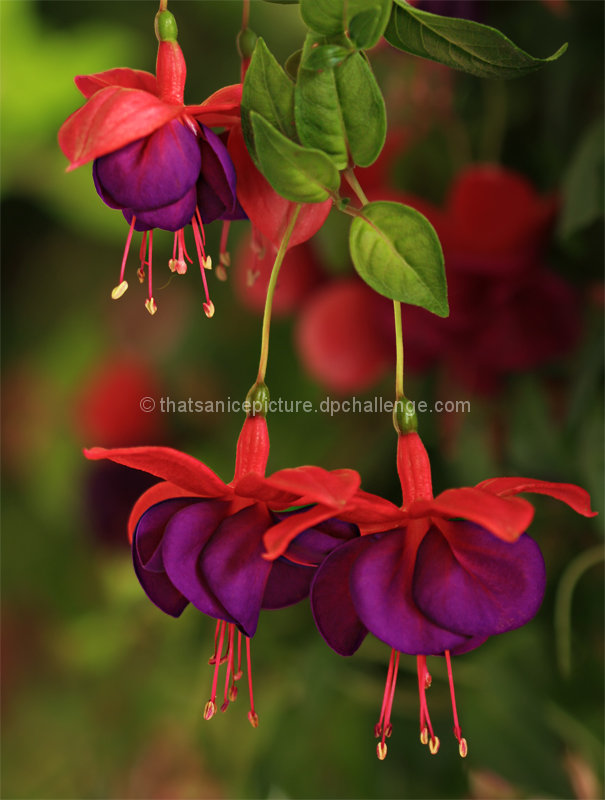 Fuchsia 
