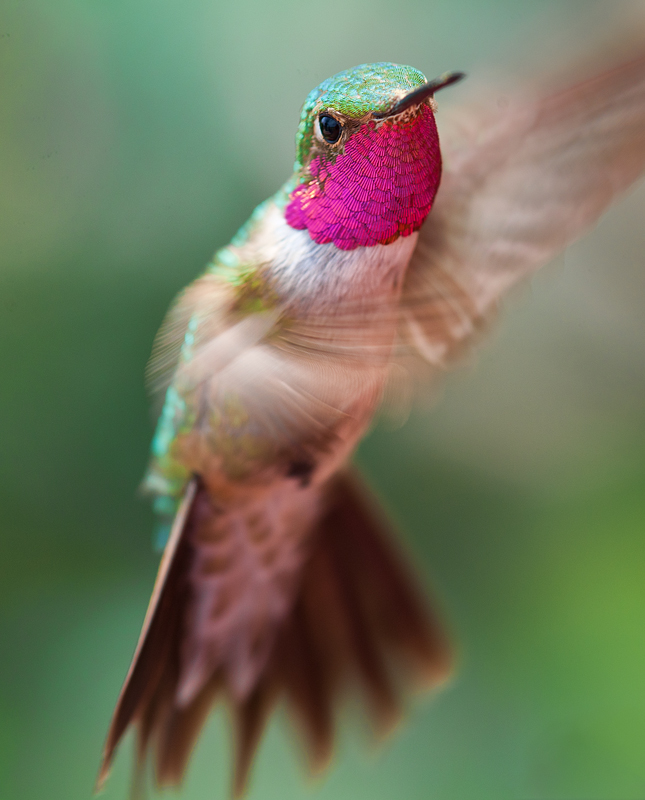 DOF=1/2 a Hummingbird Head