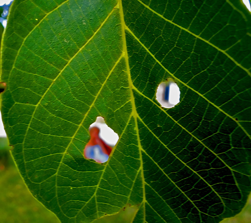 Depth of Life (dol)