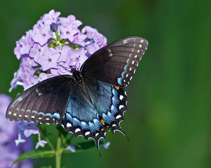 Summertime Beauty