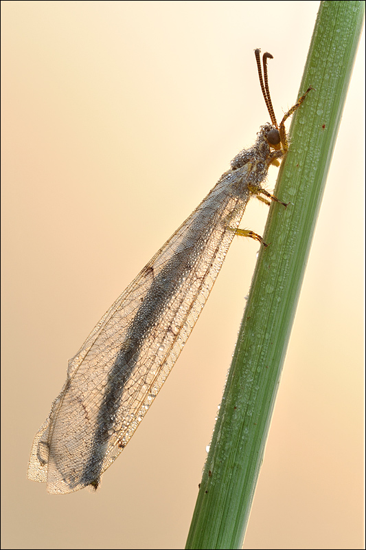 Shallow DOF in the morning light