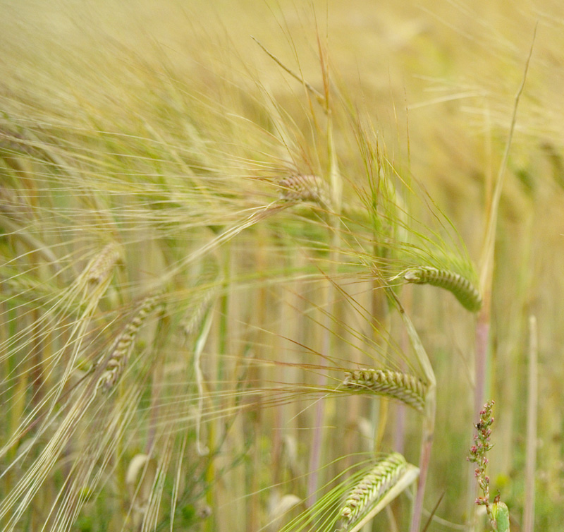 Ears of corn