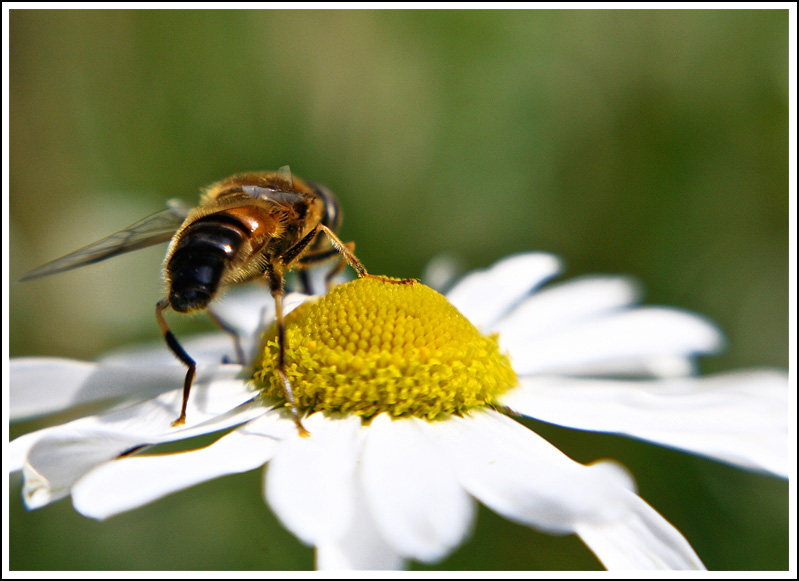 Apis mellifera