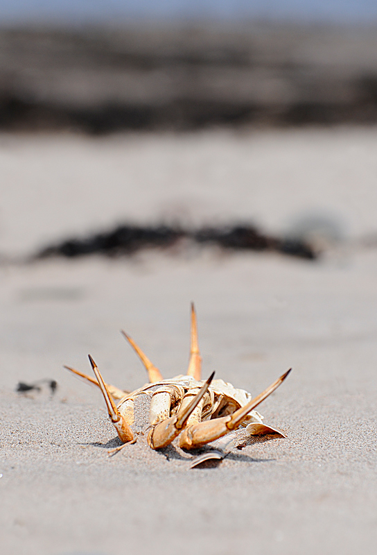 Belly Up on the Beach