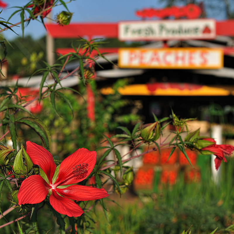 Roadside Produce Stand