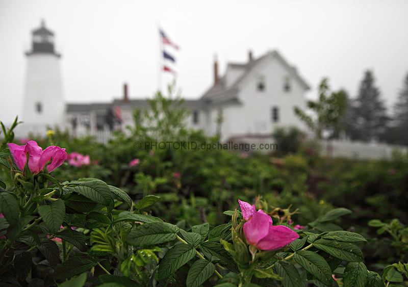 Lighthouse Amongst the Sea of Roses