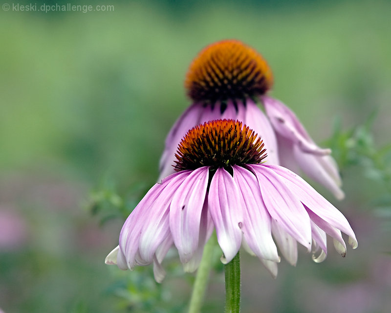 Coneflowers