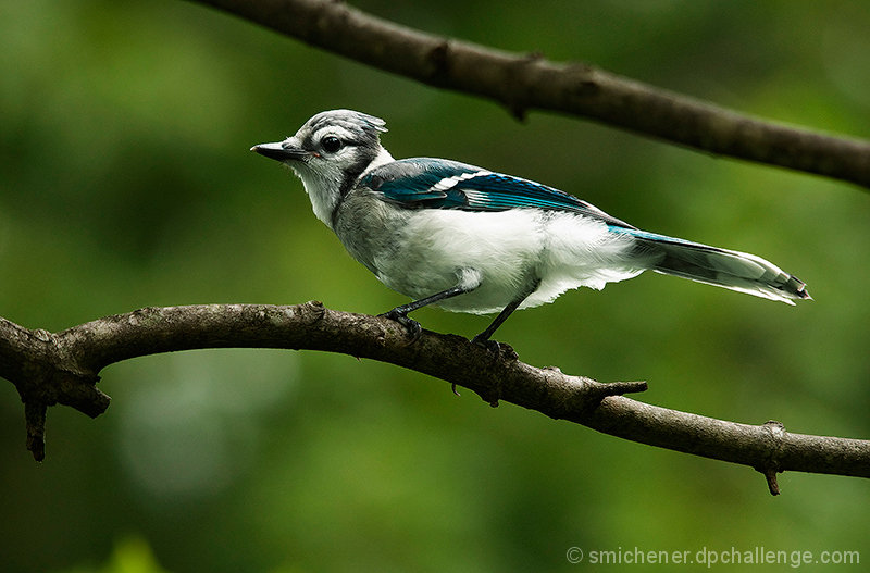 Blue Jay