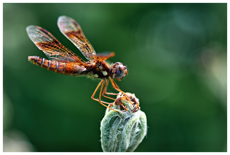 Mr. Dragonfly