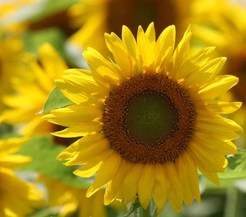 Summer Sunflower