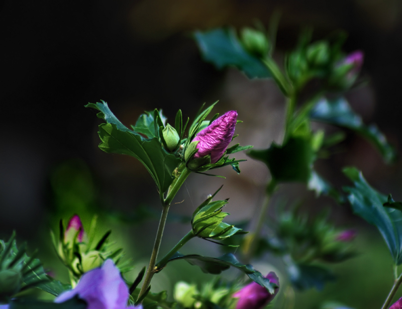 Budding