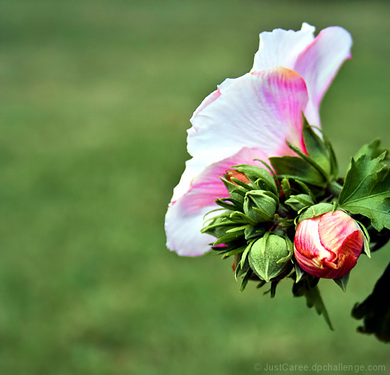 Rose of Sharon