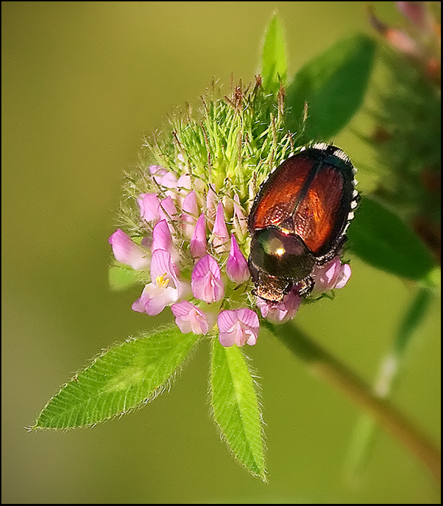 Munching Through the Red Clover