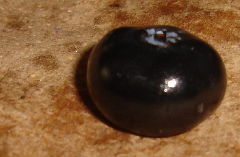 Blueberry
