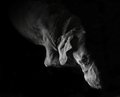 Meditative Meditation in Bladk and White