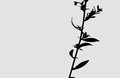 Minimalism My Way