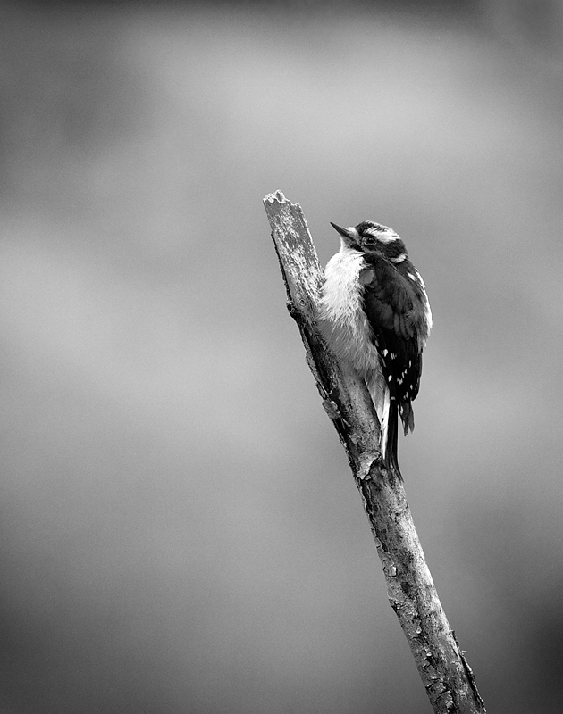The tiniest Woodpecker