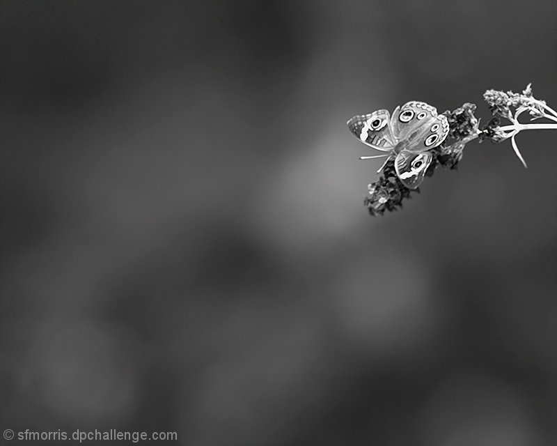 Butterfly Bush