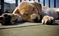 All Pooped Out