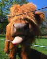 Just a Wee Coo