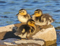 Three ducklings