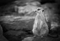 Taji the Baby Meerkat