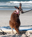 Dude, how am I supposed to surf with this leash?