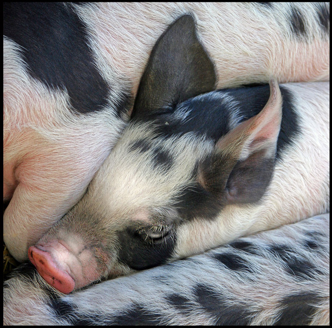 Piggy in a Blanket
