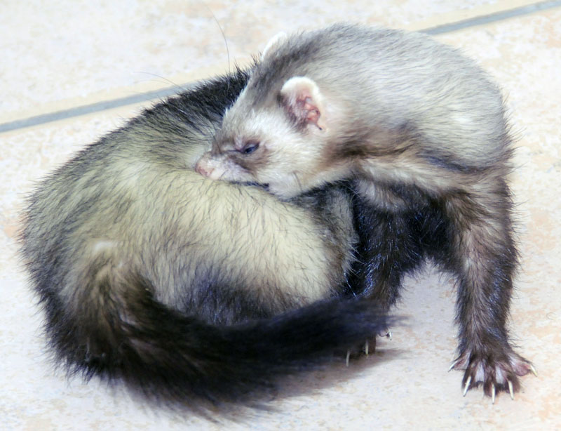 Baby with itchy-BITE