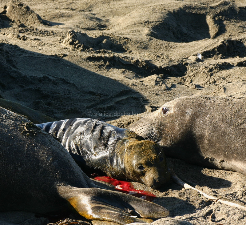 Newborn Elephant Seal