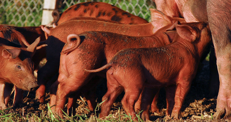 See - I Told You Those Three Were Little Pigs!