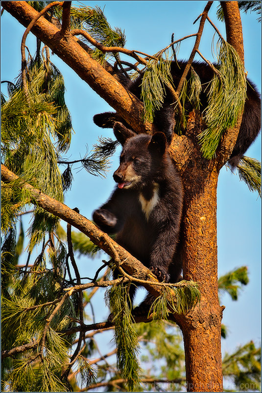 Bear Country